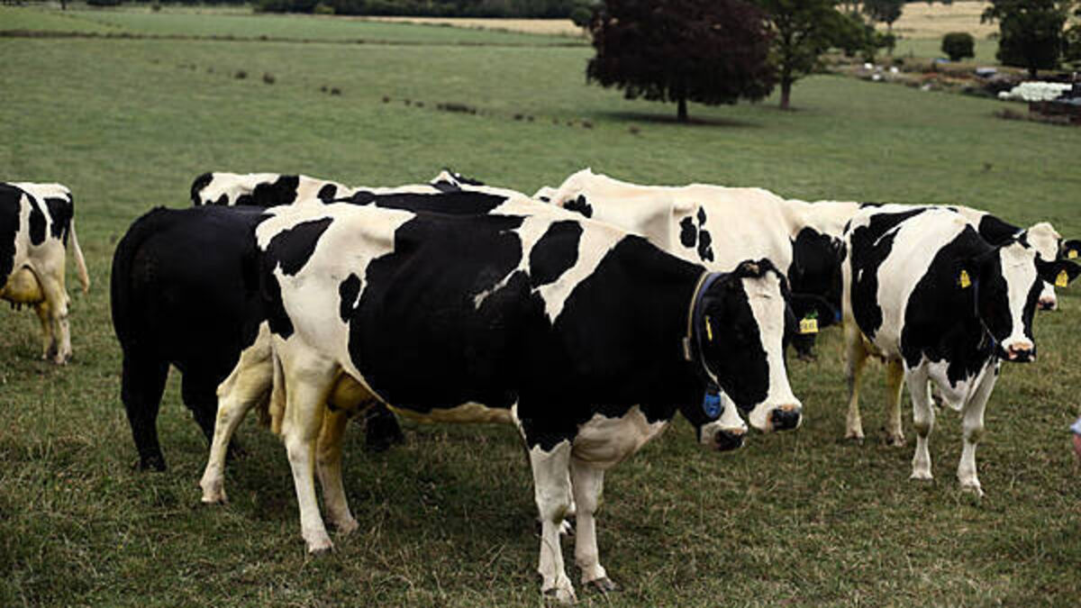 Farmer's confidence in Bord Bia will only be restored with new chairperson