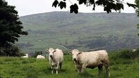 China suspends Irish beef imports after bluetongue outbreak in Wexford