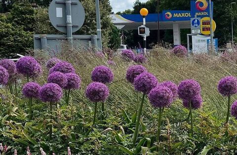 Six Laois areas buzz with biodiversity grants