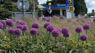 <p>Beautiful pollinator-friendly planting in Portlaoise last summer. Photo: Portlaoise Tidy Towns</p>