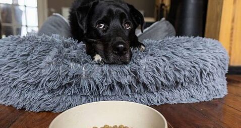 Owners may be shortening pets’ lives by underestimating weight, charity warns