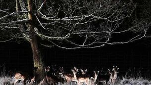 Woman fighting for her life after multi-vehicle collision in Cork