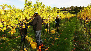 57 killed or seriously injured in scrambler crashes in five years, figures show