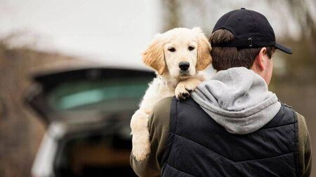 Laois filmmaker highlights 'horrible' dog thefts