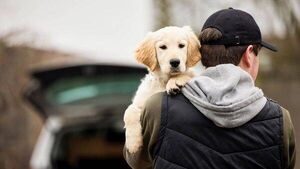 Laois filmmaker highlights 'horrible' dog thefts