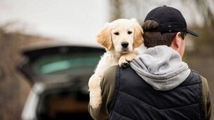 <p>Organised dog theft in Ireland is on the rise. File image</p>