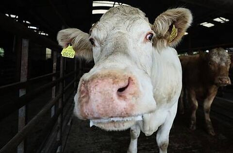 農家が牛結核対策を実施するのを妨げる悲観主義 – 研究 – ホームページ