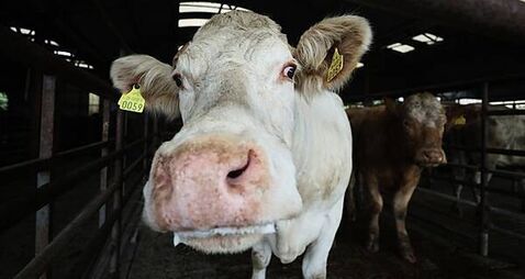 Pessimism holding back farmers from implementing bovine TB measures – study