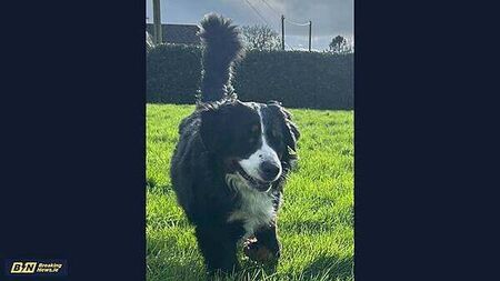 ‘Only for bad luck, he’d have no luck’: Meath family’s blind dog Alfie wins award