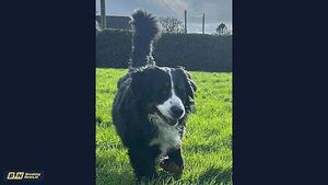 ‘Only for bad luck, he’d have no luck’: Meath family’s blind dog Alfie wins award