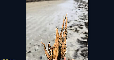 Toxic plant spotted on several beaches along east coast as further warning issued
