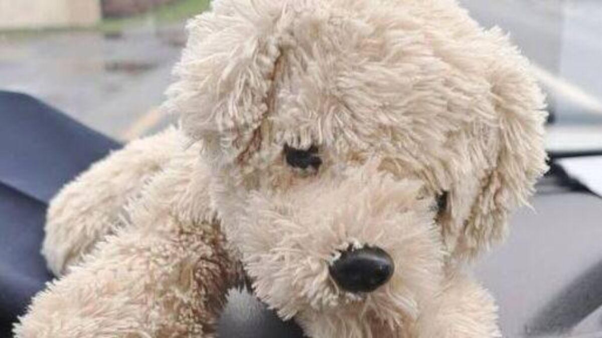 Woolly suspect arrested at Portlaoise train station!