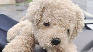 Woolly suspect arrested at Portlaoise train station!
