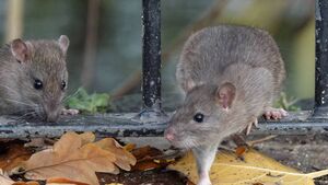 Rats run rampant in Laois Housing Estate