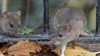 Rats run rampant in Laois Housing Estate