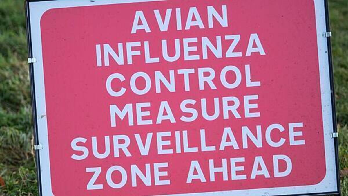 Disease controls imposed as suspected bird flu case flagged in Omagh
