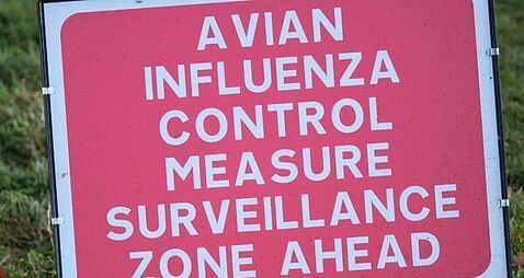 Disease controls imposed as suspected bird flu case flagged in Omagh