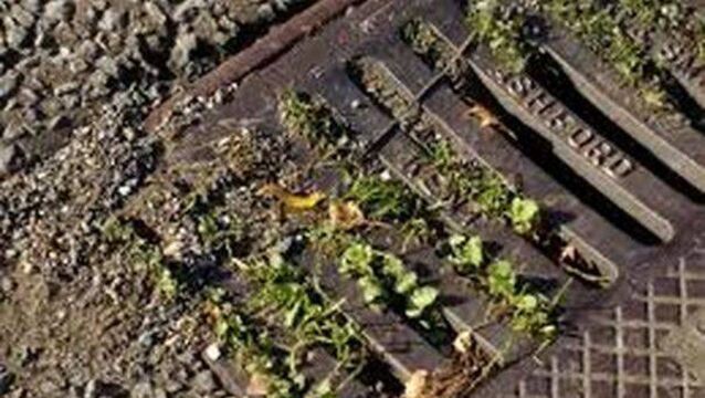 Concern over maintenance of gullies on Laois roadways