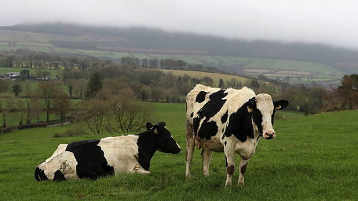 Government set to spend €600,000 on 'social farming model'