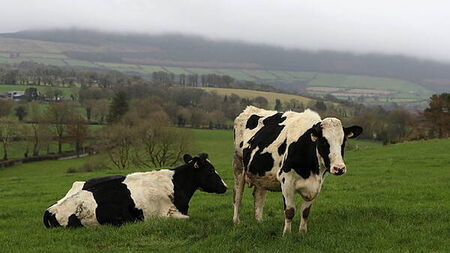 Government set to spend €600,000 on 'social farming model'