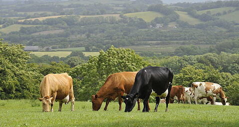 Irish farms facing nitrogen fertiliser shortages as conflict in Middle East continues, expert says
