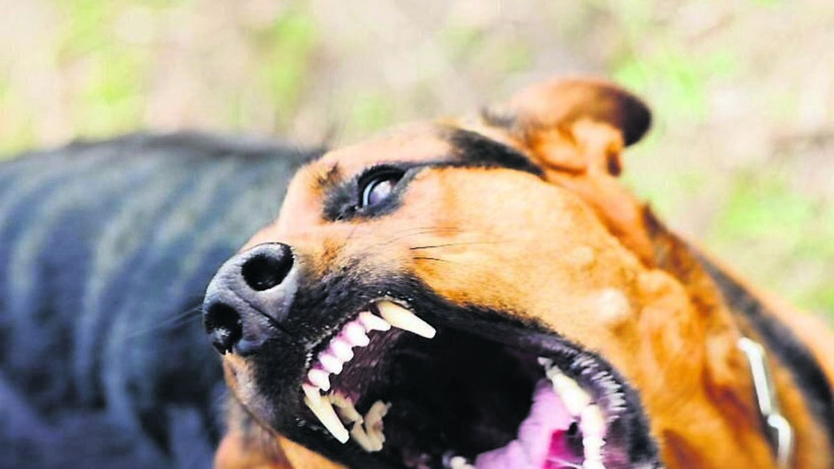 Stray dog attacks get councillors hot under the collar