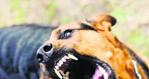 Stray dog attacks get councillors hot under the collar