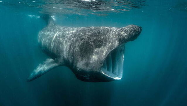 Ireland’s basking sharks and other fish risk overheating, says ‘sobering’ study