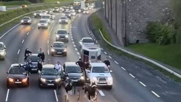 Shocking sulky race takes over N7 motorway 