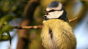 Compulsory housing order for poultry lifted after reduction in risk of avian influenza