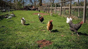 Two married women cleared to challenge refusal of their daughter's citizenship bid