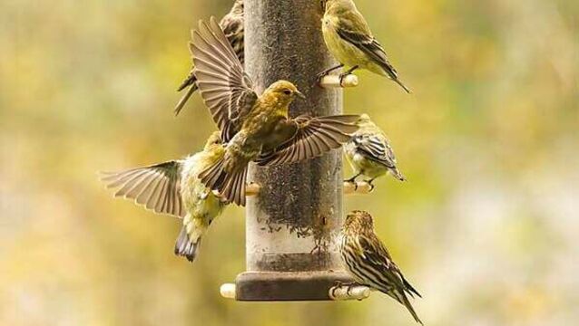 Public advised not to feed garden birds due to disease threat