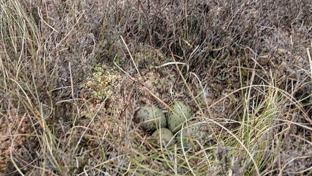 Curlew nest found by crews tackling Co Fermanagh wildfire is removed to safety
