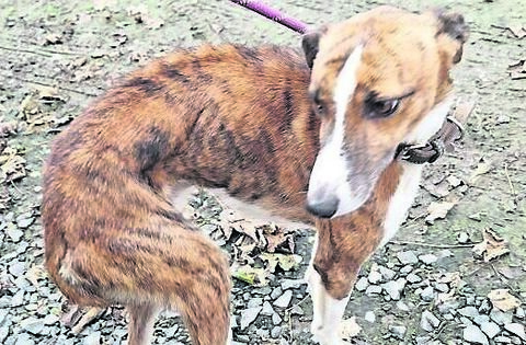 Man pleads guilty to 32 counts of dog cruelty on farm - News - Laois ...