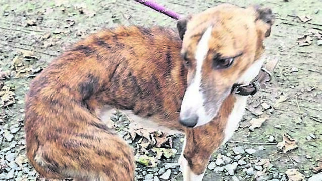 Man pleads guilty to 32 counts of dog cruelty on farm 