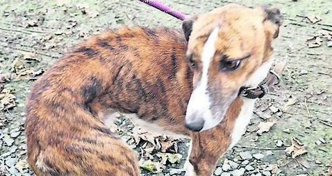 Man pleads guilty to 32 counts of dog cruelty on farm 
