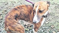 Man pleads guilty to 32 counts of dog cruelty on farm 