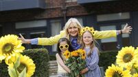 Hospice sunflower days return in June