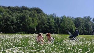 <p>Families enjoying the long grass meadow in the People's Park, Portlaoise. Photo: Vincent Booth, Portlaoise Tidy Towns</p> <p>Families enjoying the long grass meadow in the People's Park, Portlaoise. Photo: Vincent Booth, Portlaoise Tidy Towns</p>