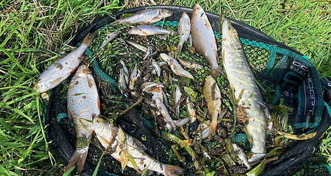 Angler describes significant fish kill as a 'wipeout' Angler describes significant fish kill as a 'wipeout'