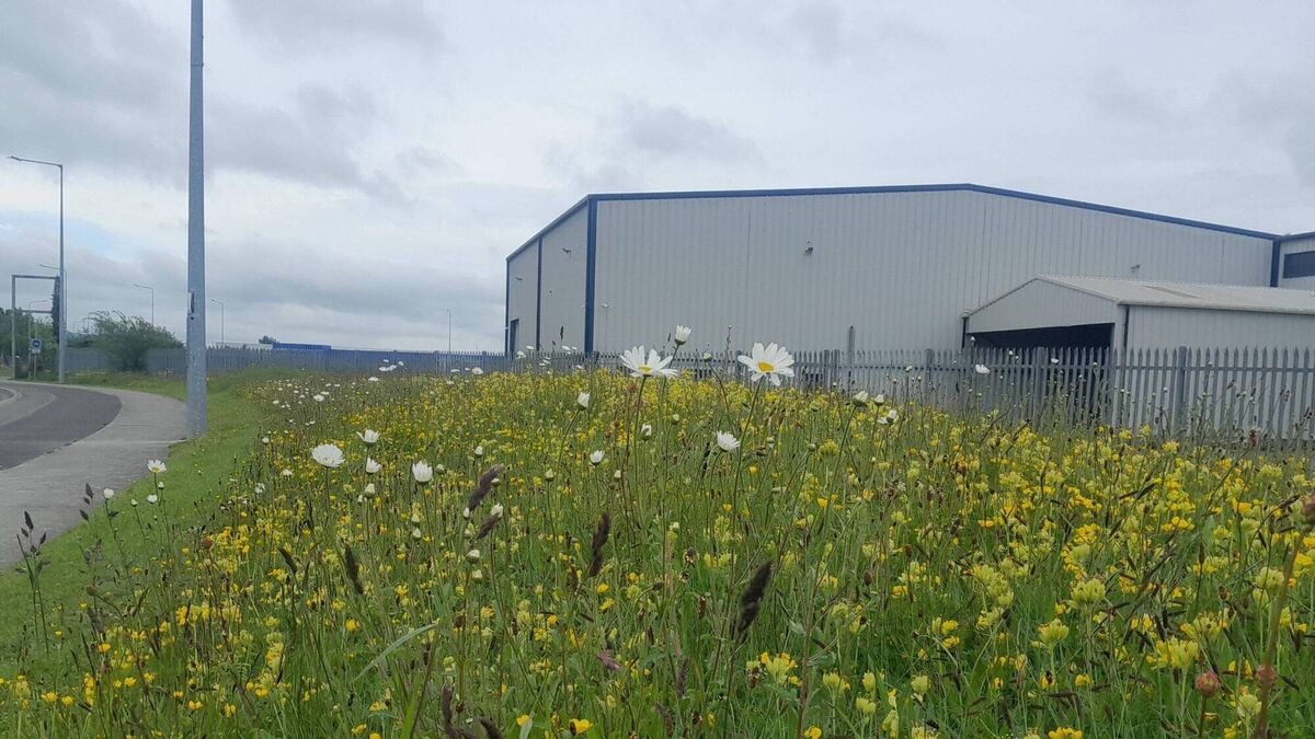 Portlaoise goes green with magnificent meadows