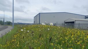 <p>A beautiful wildlife meadow on the edge of town. Photo: Laois Co Council</p>