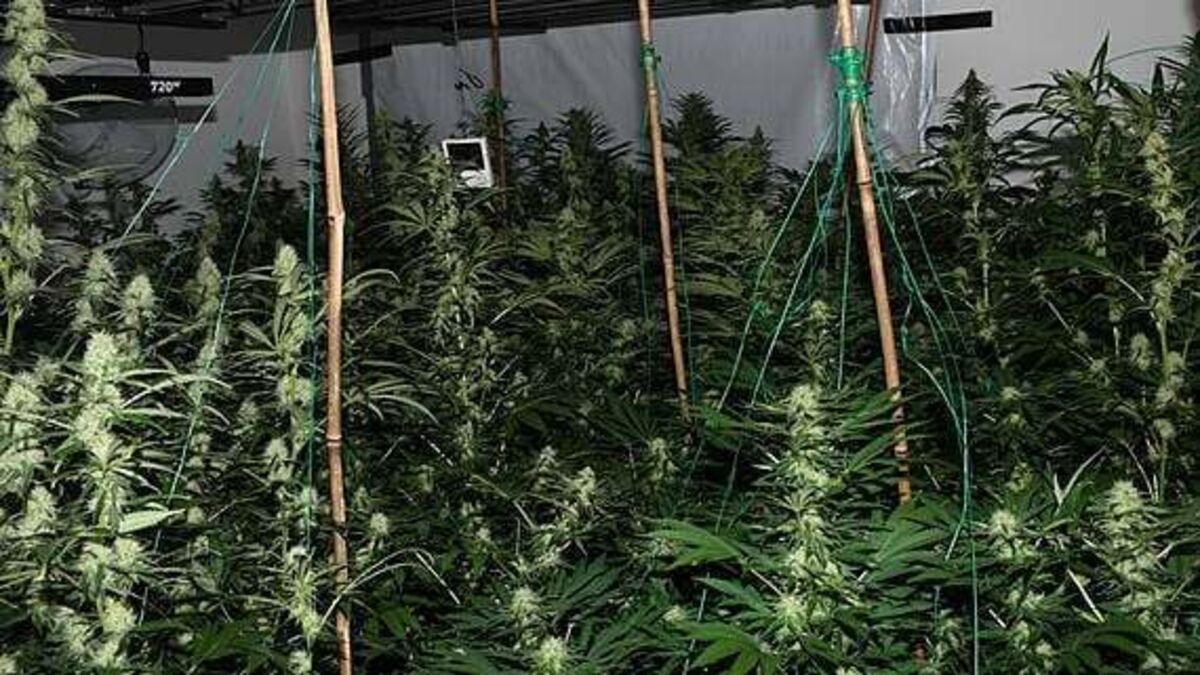 Man (40s) arrested after gardaí discover growhouse in Cork