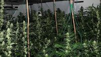 Man (40s) arrested after gardaí discover growhouse in Cork