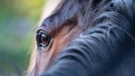 Animal charity calls for ban of sulky horse activity on public roads