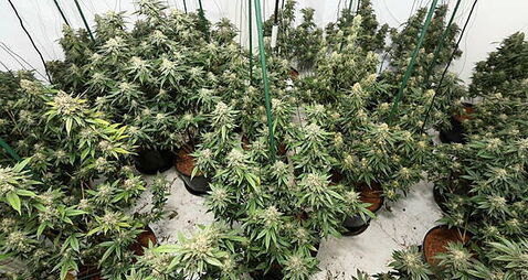 Sixteen arrested after nine cannabis factories uncovered across the North
