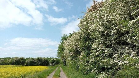Laois landowners and contractor fined for destruction of 800 metres of hedgerow 