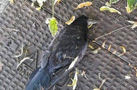 Birds have been killed or injured by the youngsters, using catapults with marbles and other projectiles