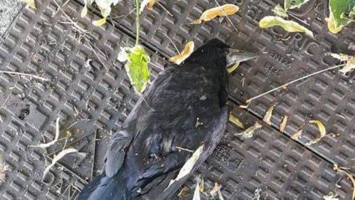 Anger as Laois youths kill birds with slingshots