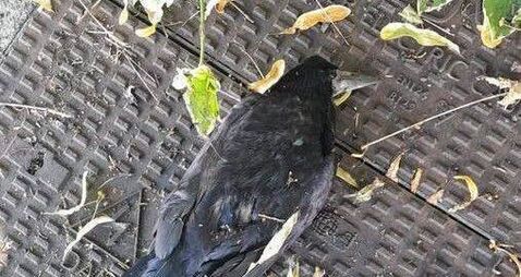 Anger as Laois youths kill birds with slingshots